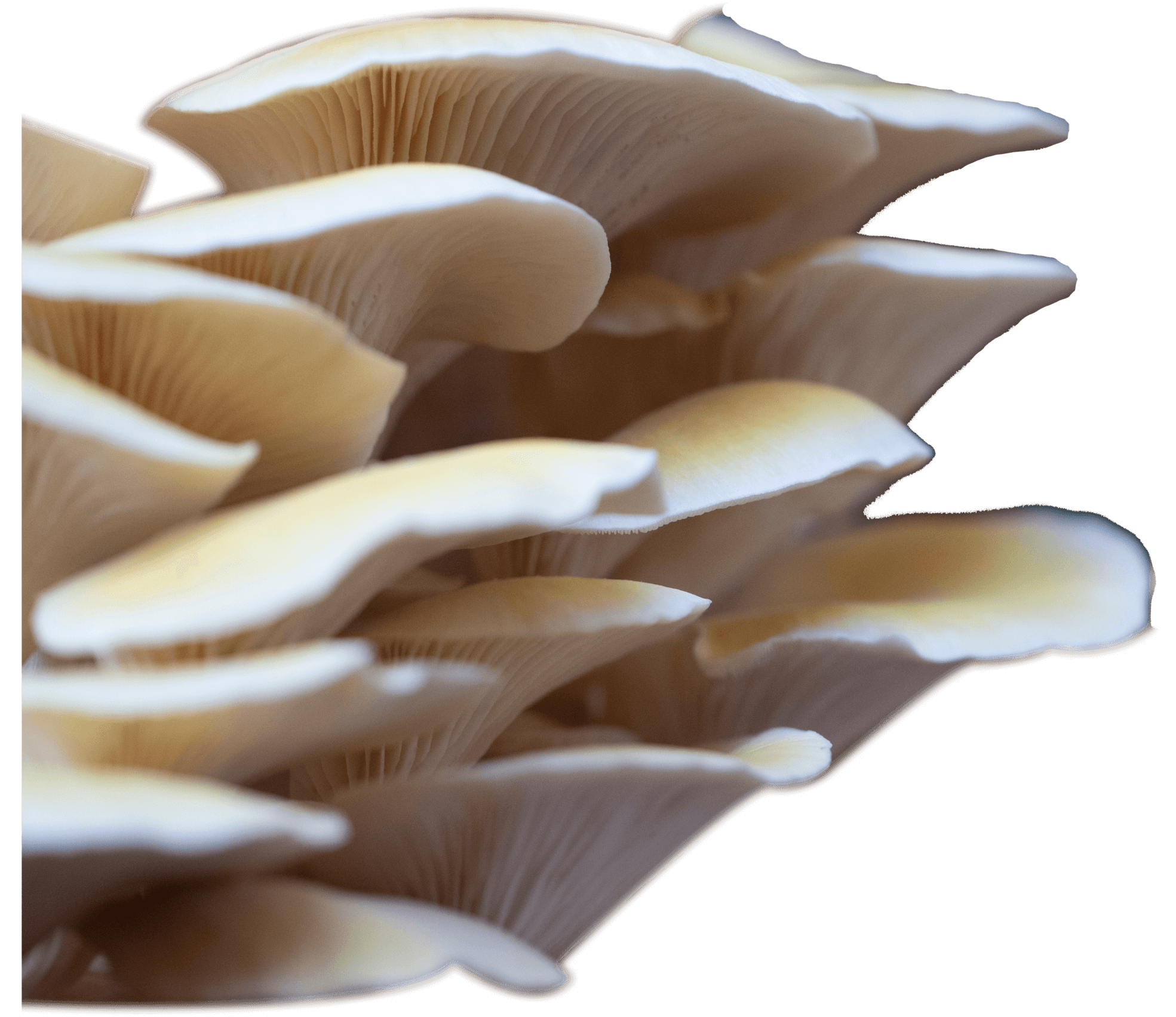mushrooms - tealeaves loose leaf botanical powder tea