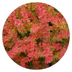 Photo of Sunjoy® Tangelo Barberry