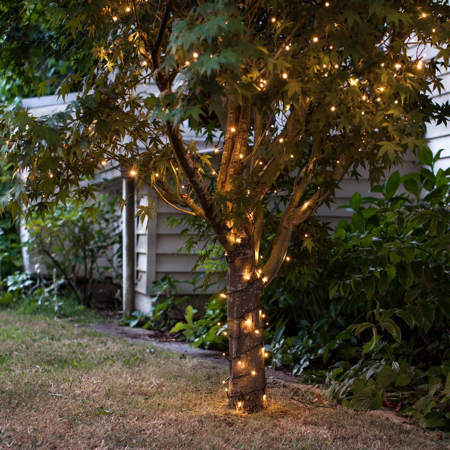 Warm white string lights wrapped around a tree in a summer garden setting