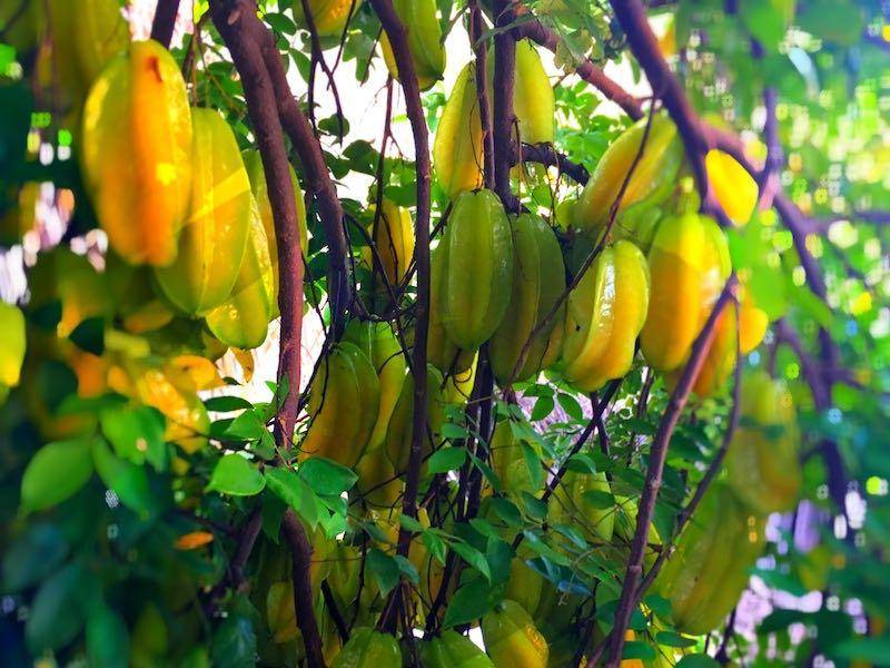 Hawaii Lilikoi Passion Fruit Puree - Maui Fruit Jewels