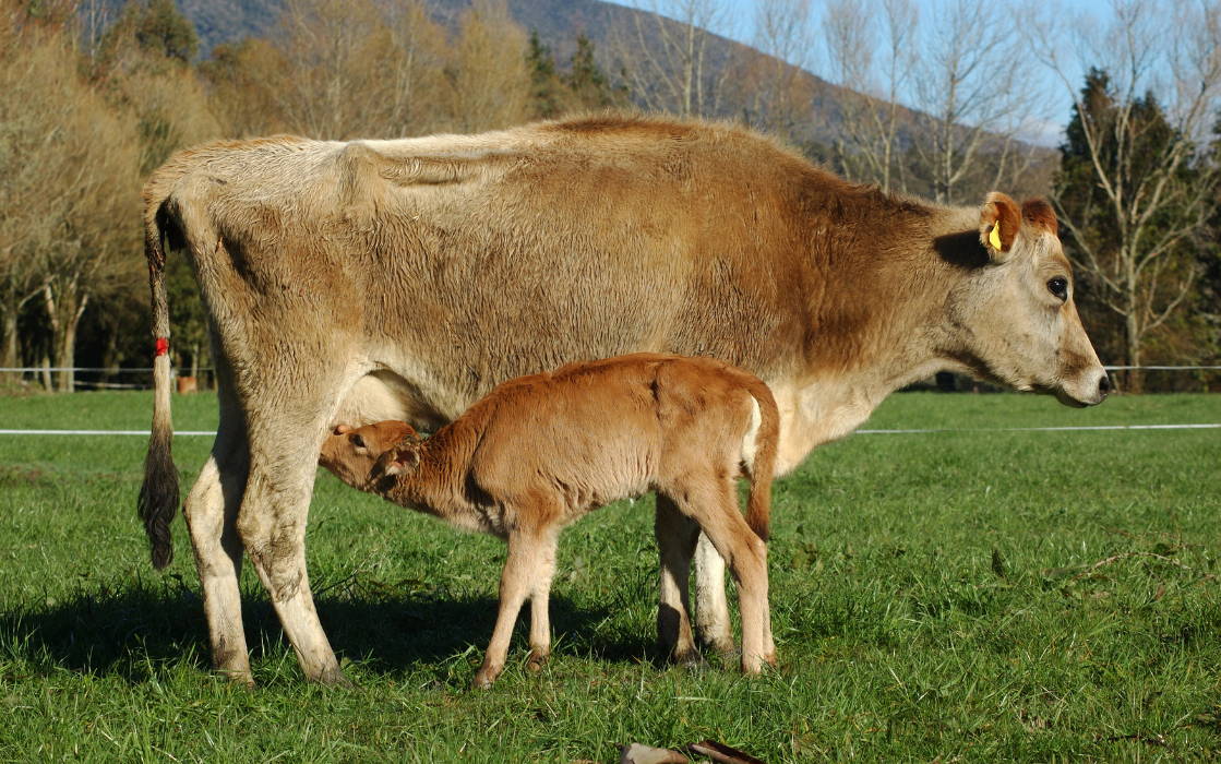 Mother cow and calf in a green field while calf drinks mother's milk.