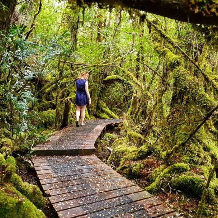 Creepy Crawly Nature Trail – Southwest National Park, Tasmania