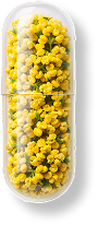 A capsule filled with vibrant yellow flowers.