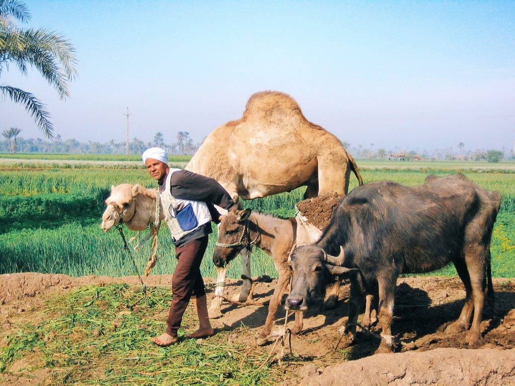 High Quality Organics Express Camel in Field