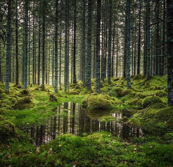 Boreal Forest of Canada