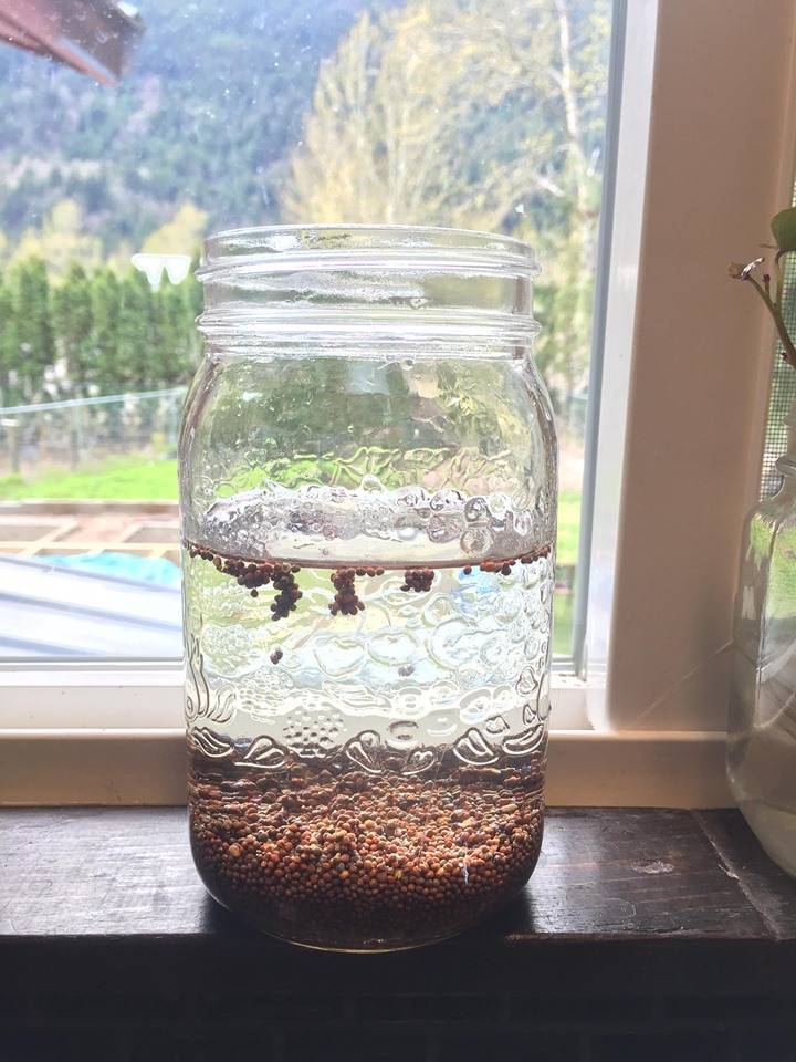 Soaking Broccoli Sprouts in Jar