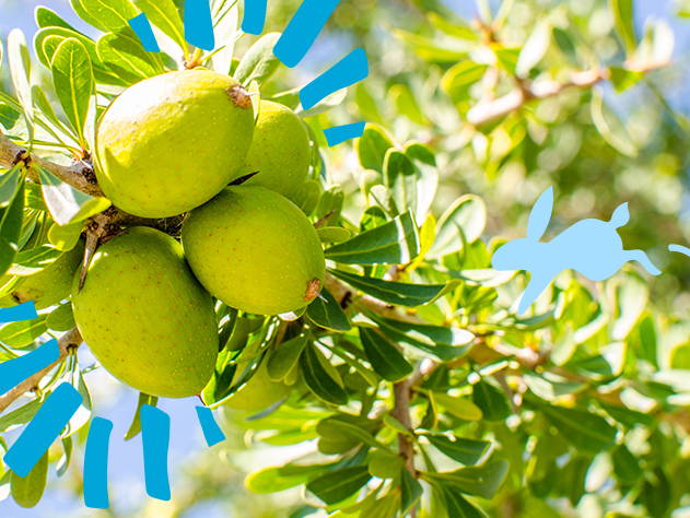 Argan tree with fruits- Babo Botanicals