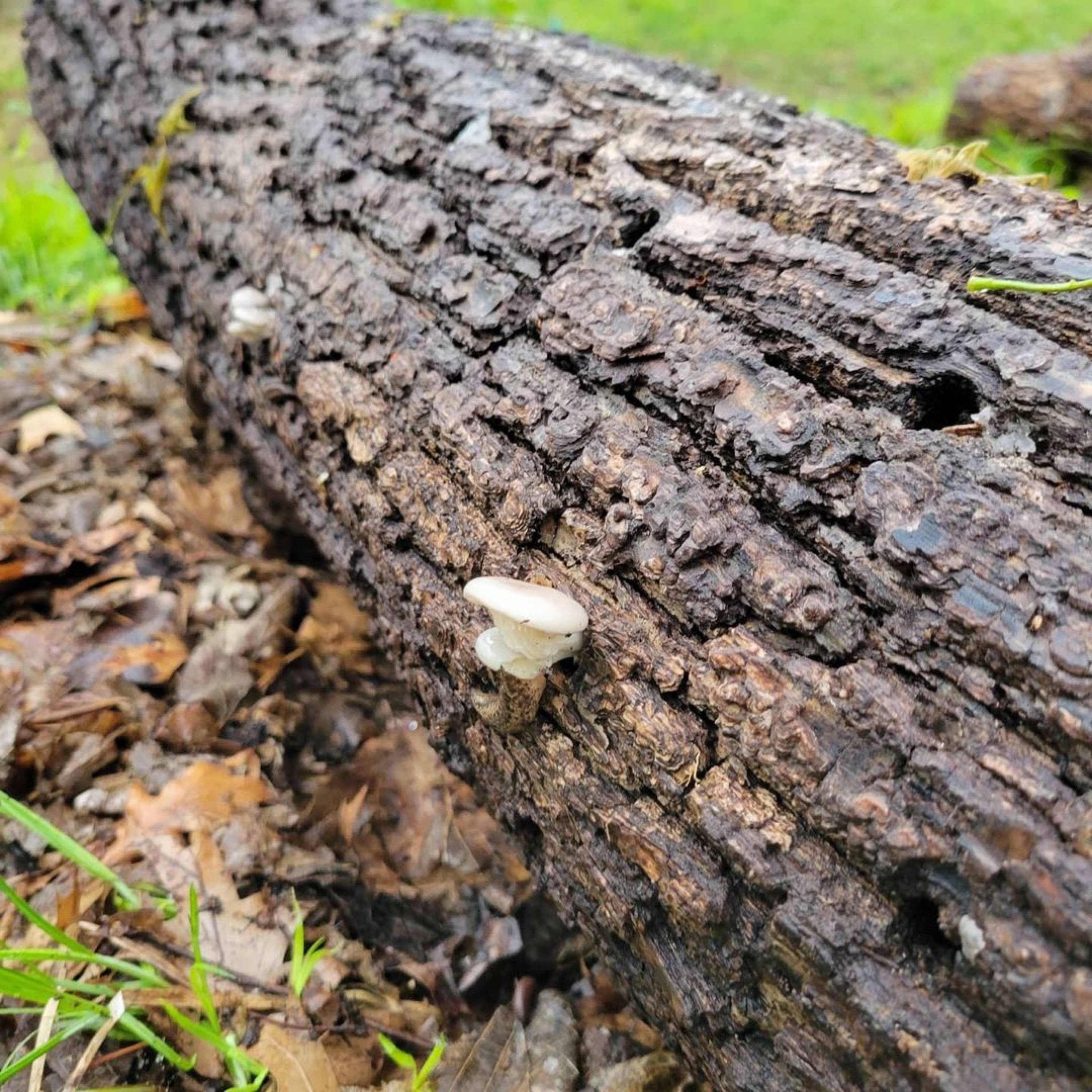 blue oyster mushroom pins