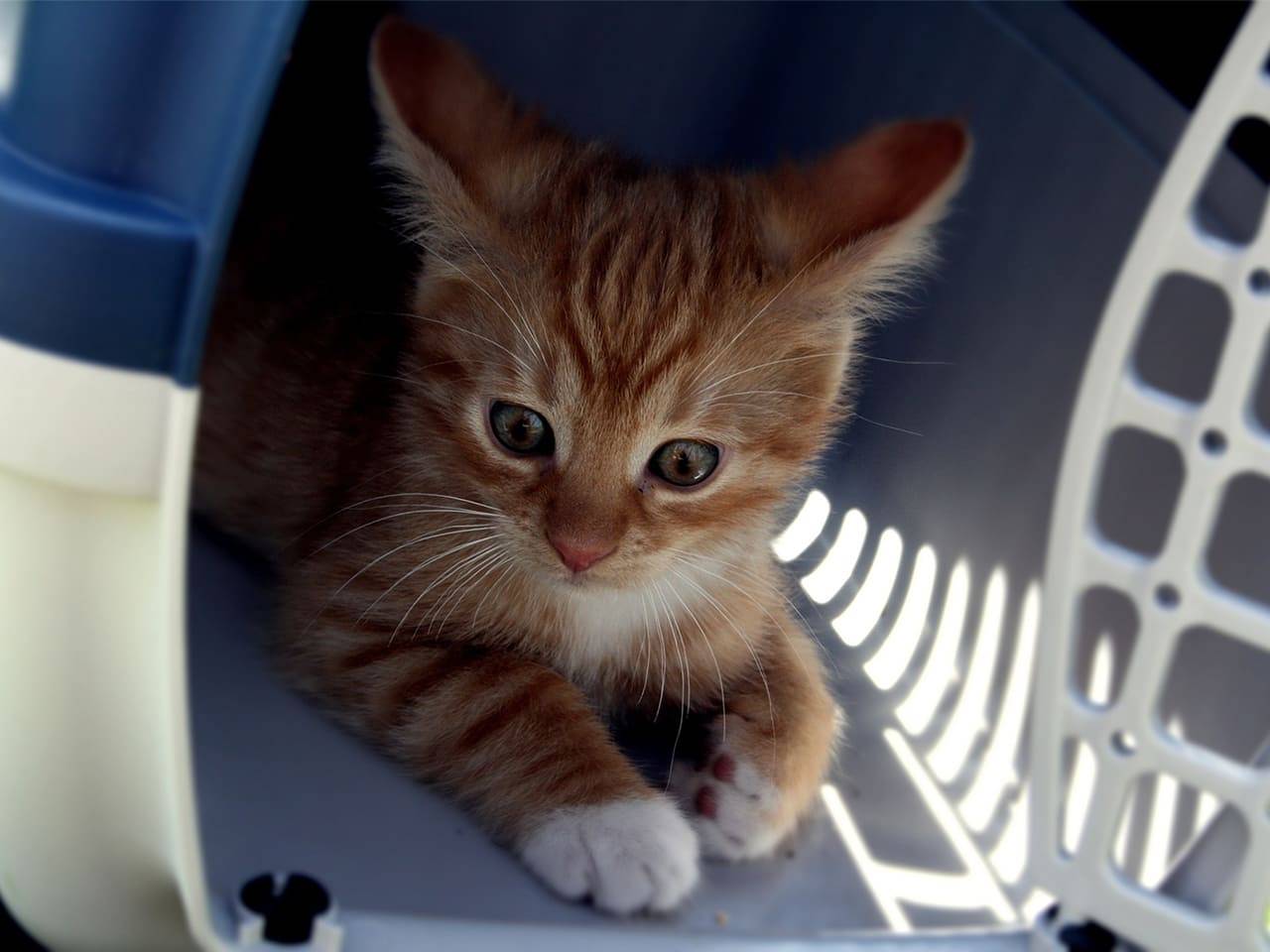 Katze sitzt in Transportbox