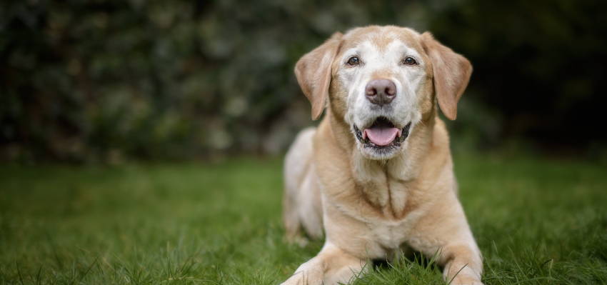 Image of an elderly dog ​​sitting on the grass in a serene environment.