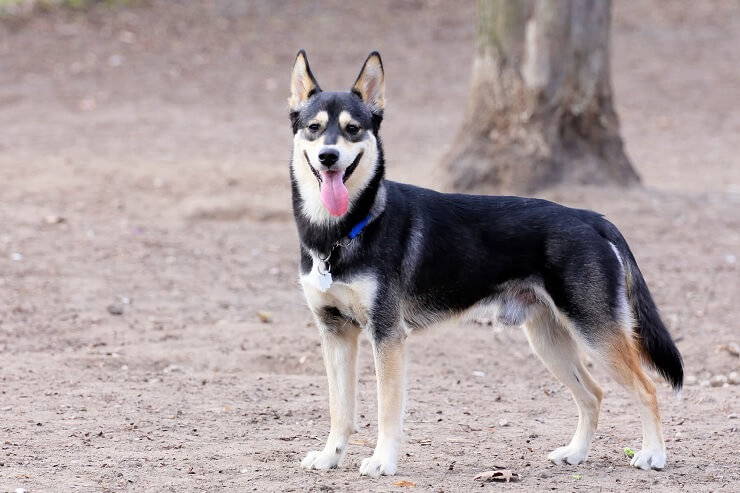 shepsky puppy