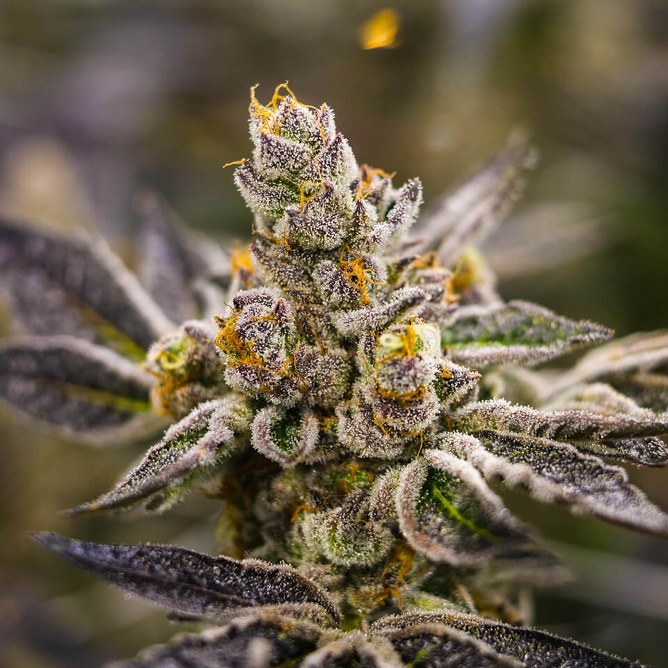 dosidos: indica dominant hybrid cannabis strain