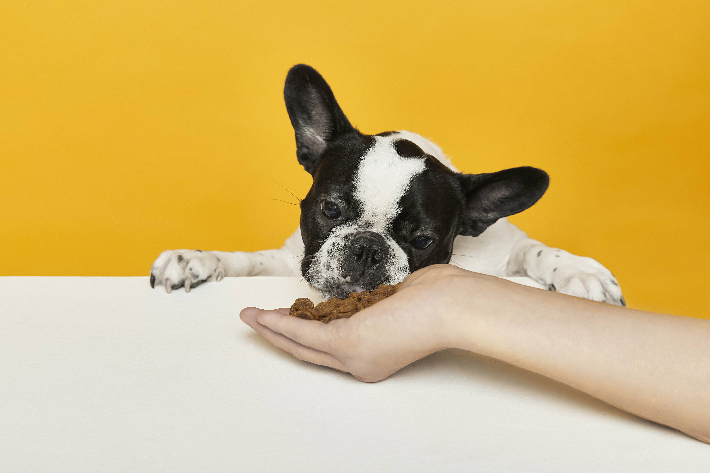 do puppies get bored of their food