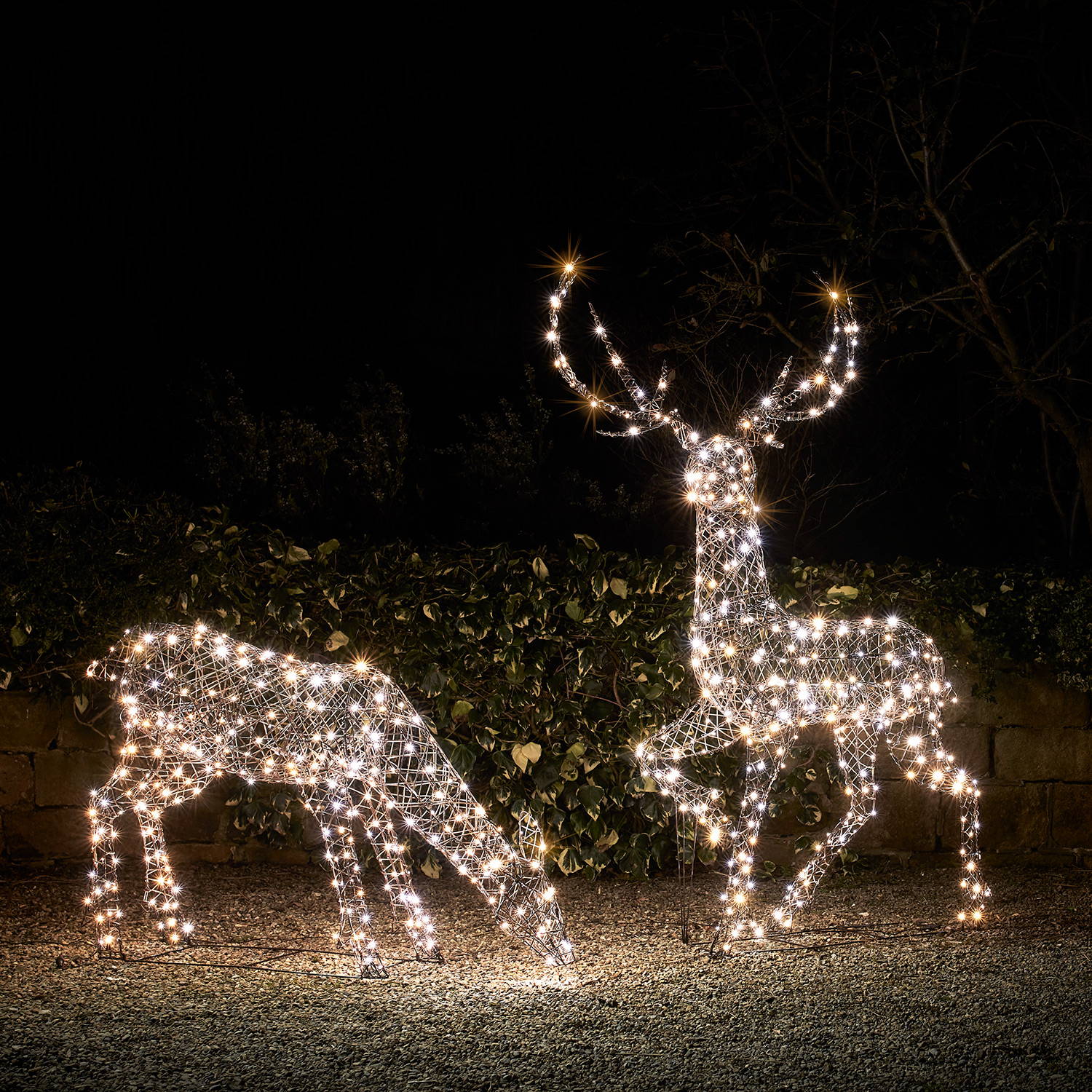 Large stag and doe reindeer standing in a dark garden, illuminated by both white and warm white LEDs
