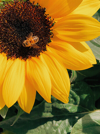 France - Le tournesol