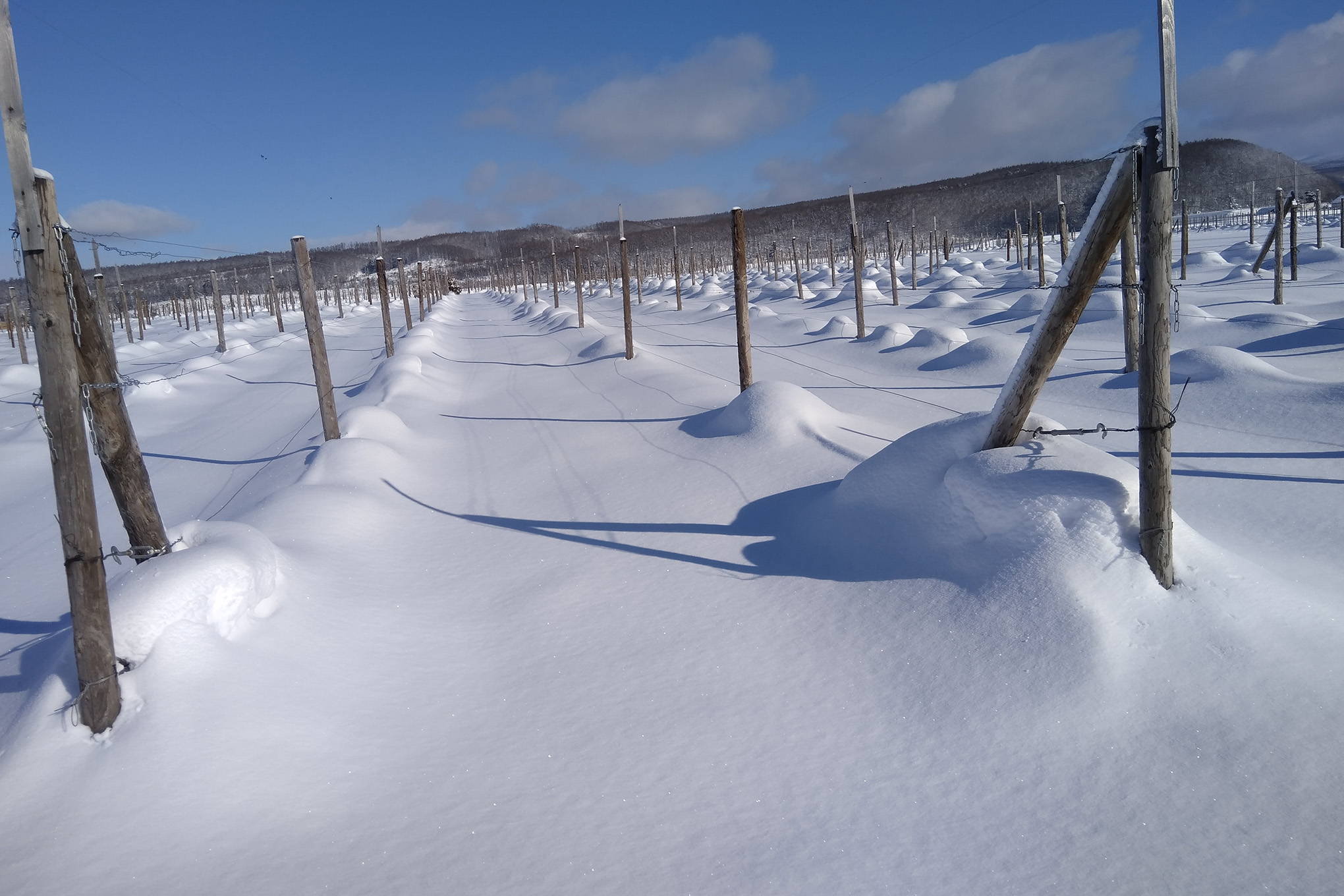 広大な土地と、素晴らしい自然。そして、厳しい寒さが多田さんのワインを育む