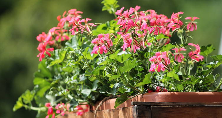 Vaste geraniums