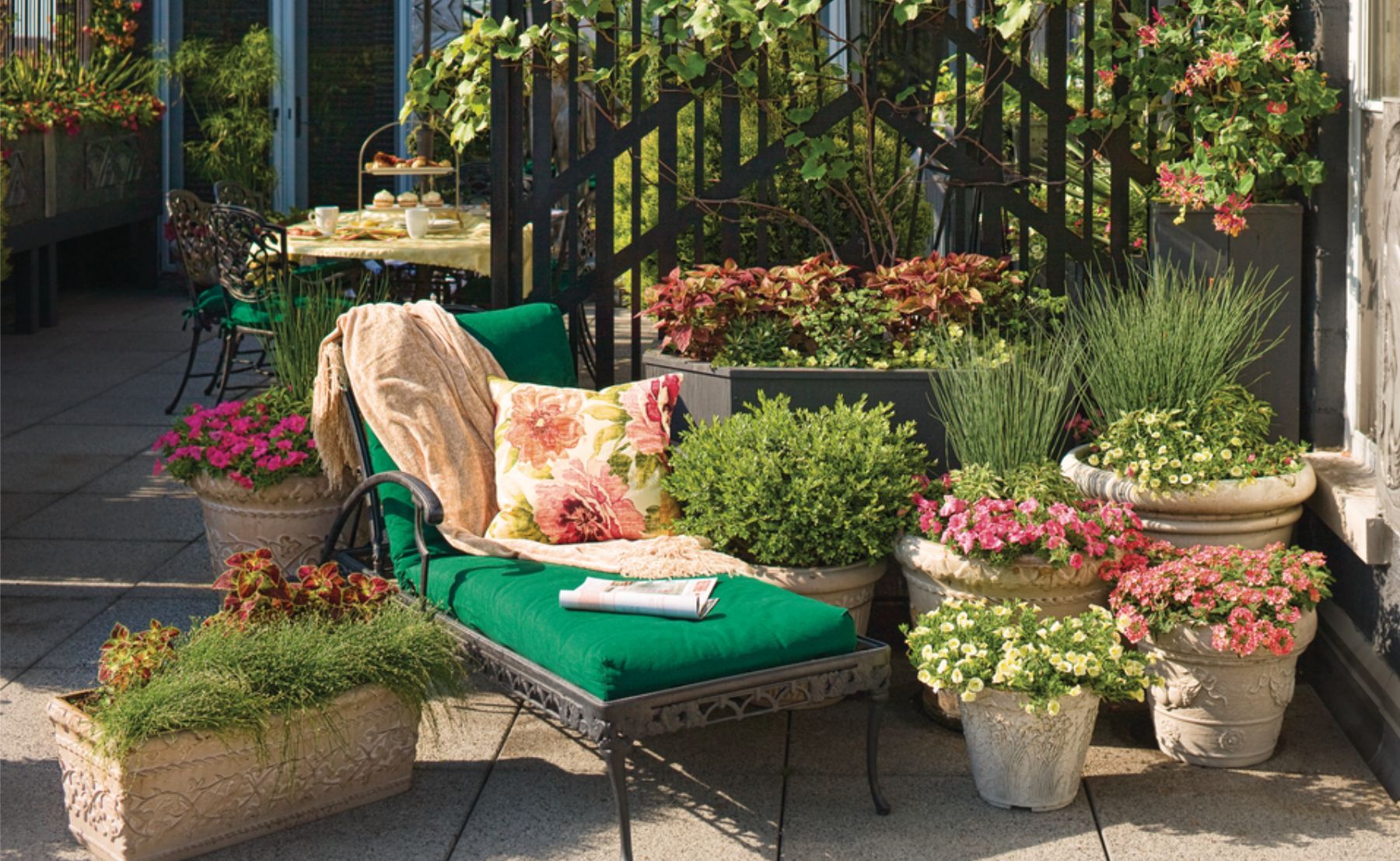 Graceful Grasses® Fiber Optic Grass, ColorBlaze® Dipt in Wine, Superbells® Yellow Chiffon™, Superbells® Cherry Star