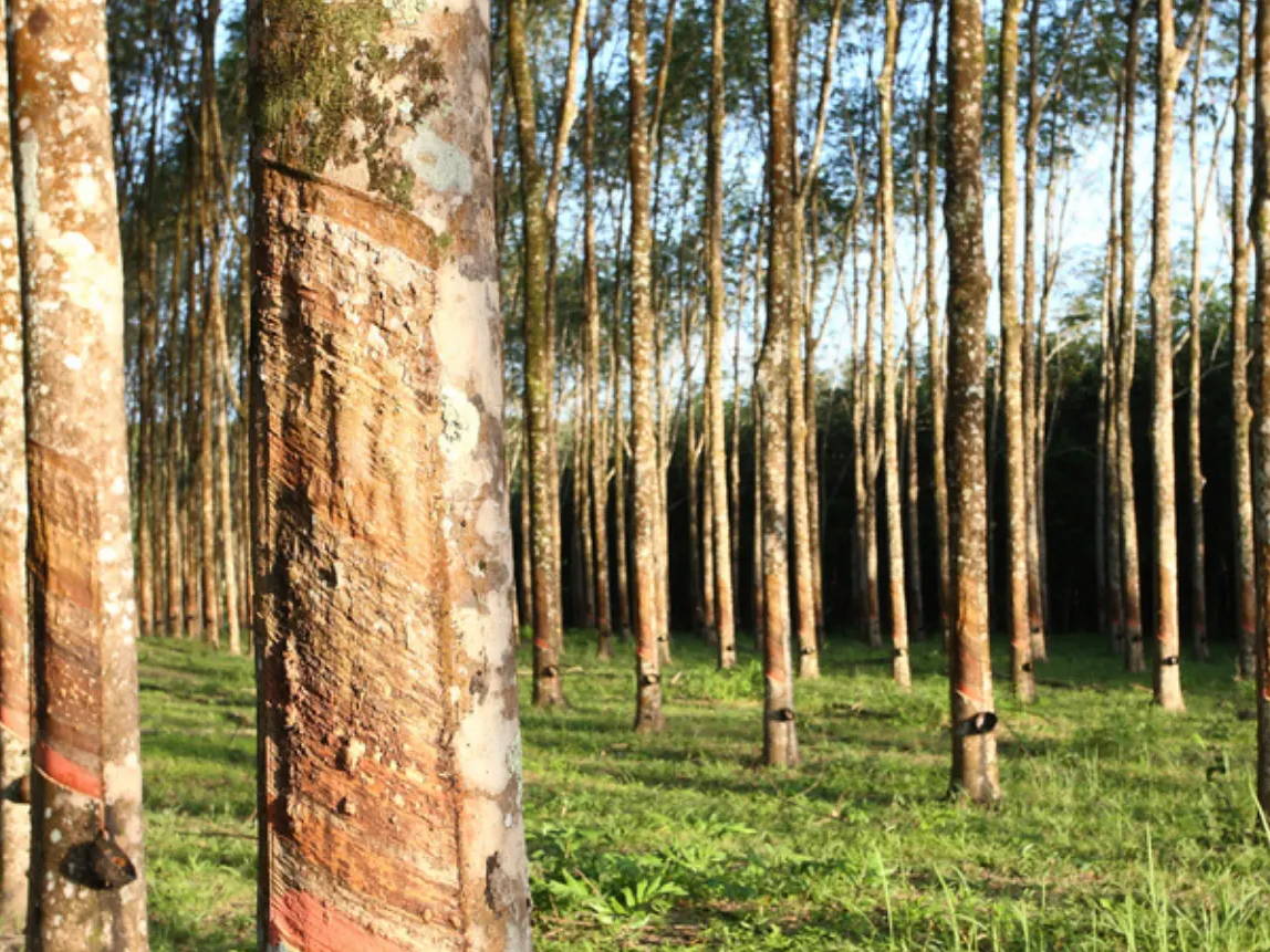 row of planted trees