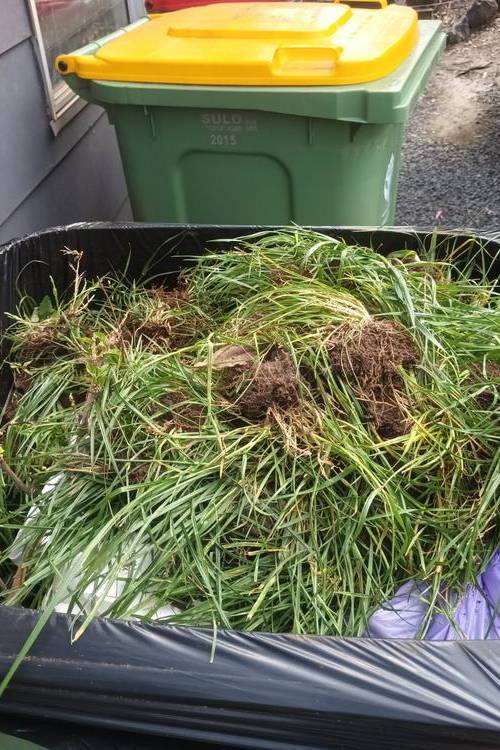 A trash bin filled with grass clippings and yard waste.