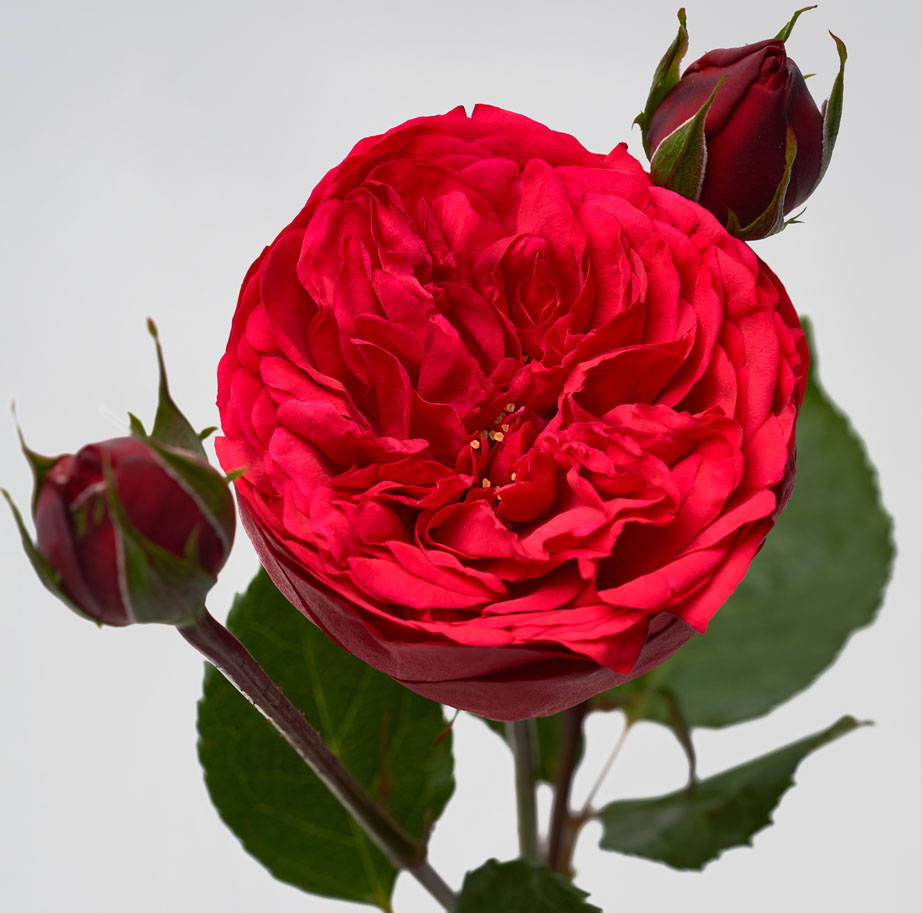 Piano red garden rose