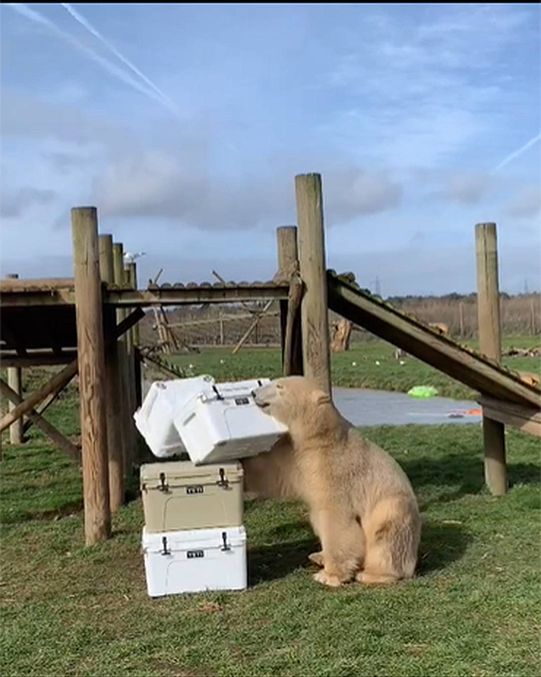 A polar bear playing with Yeti coolers.