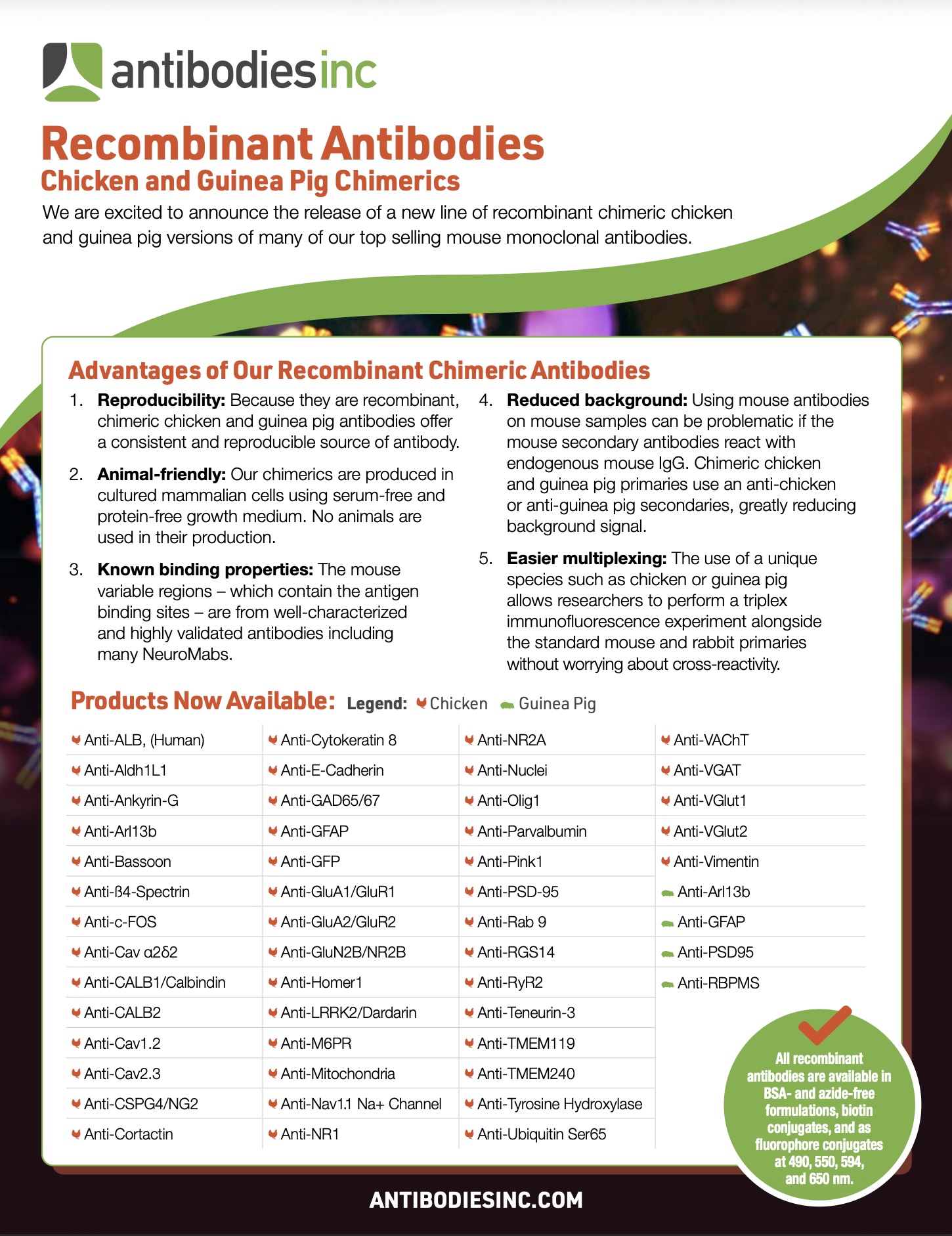 Recombinant Chimeric Antibodies
