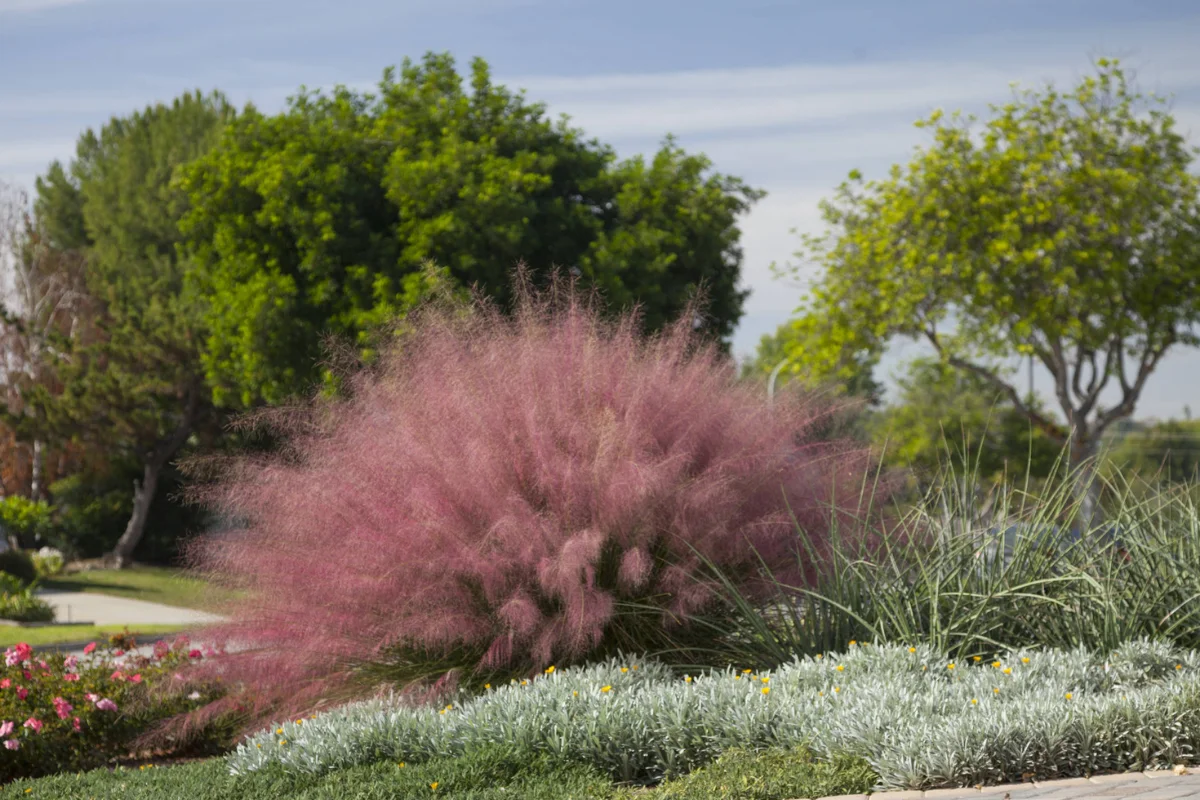 Pink Muhly Grass (Muhlenbergia capillaris) creating a dramatic cloud of pink ornamental plumes, adding texture and seasonal interest to desert landscape designs.