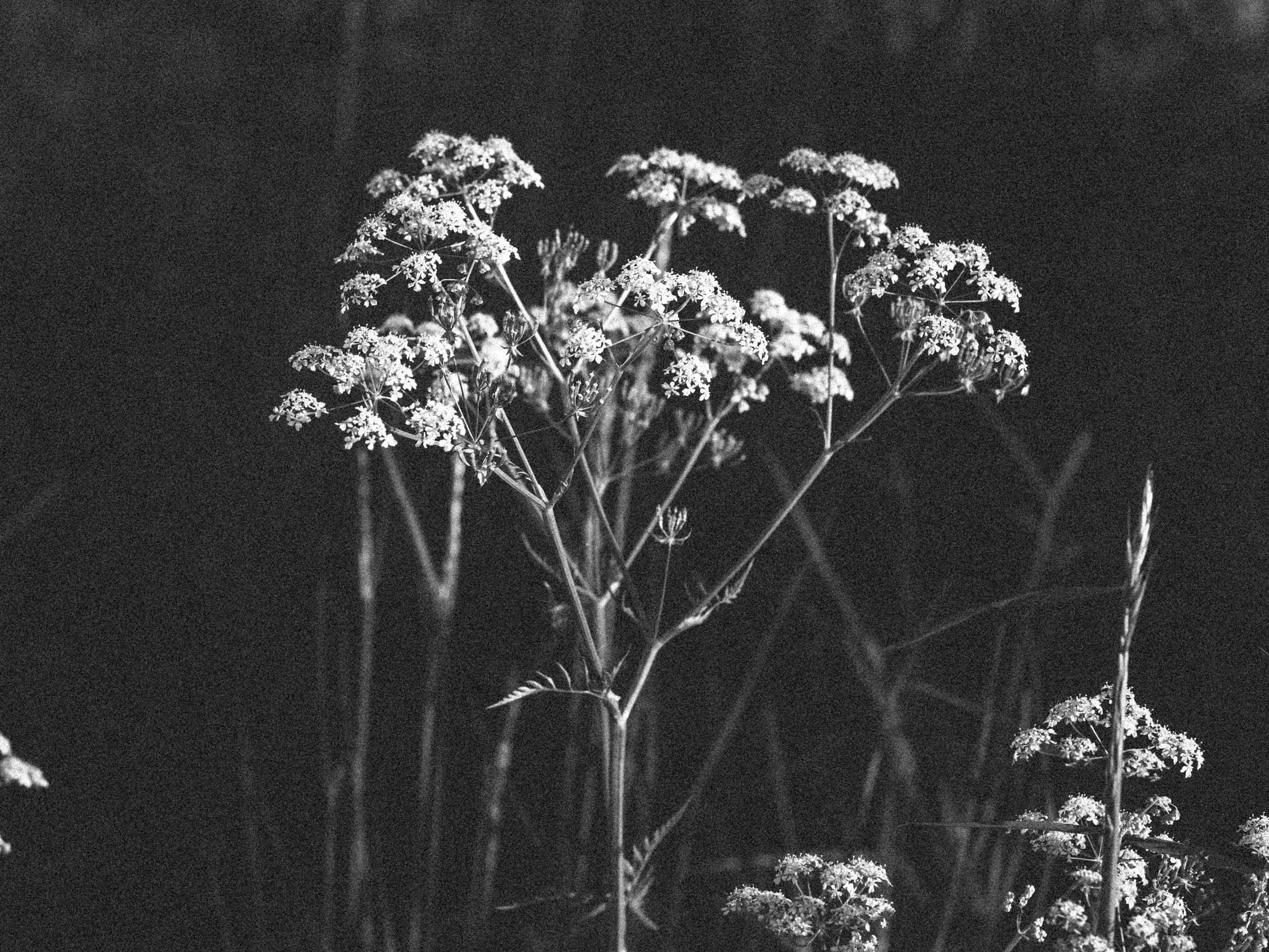 Black and white photo of baby's breath flowers
