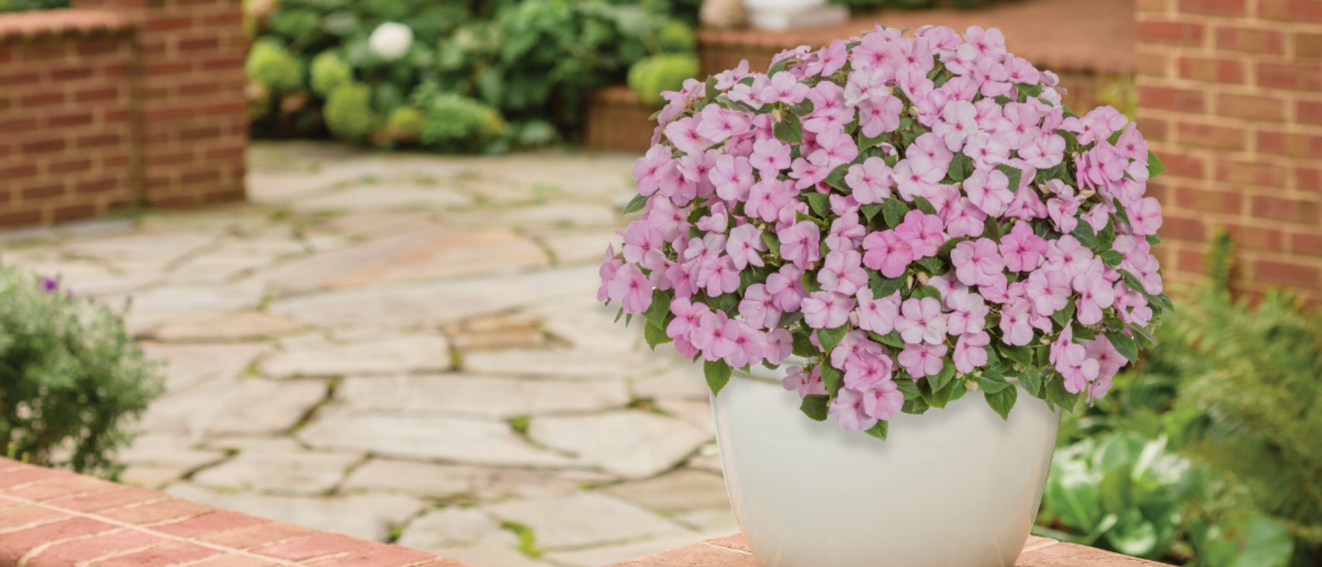 Photo of Soprano® Pastel Pink Bedding Impatiens (walleriana) potted in a container on a porch