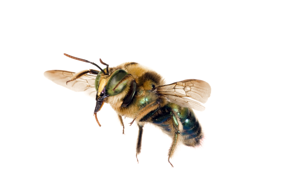 Carpenter Bee