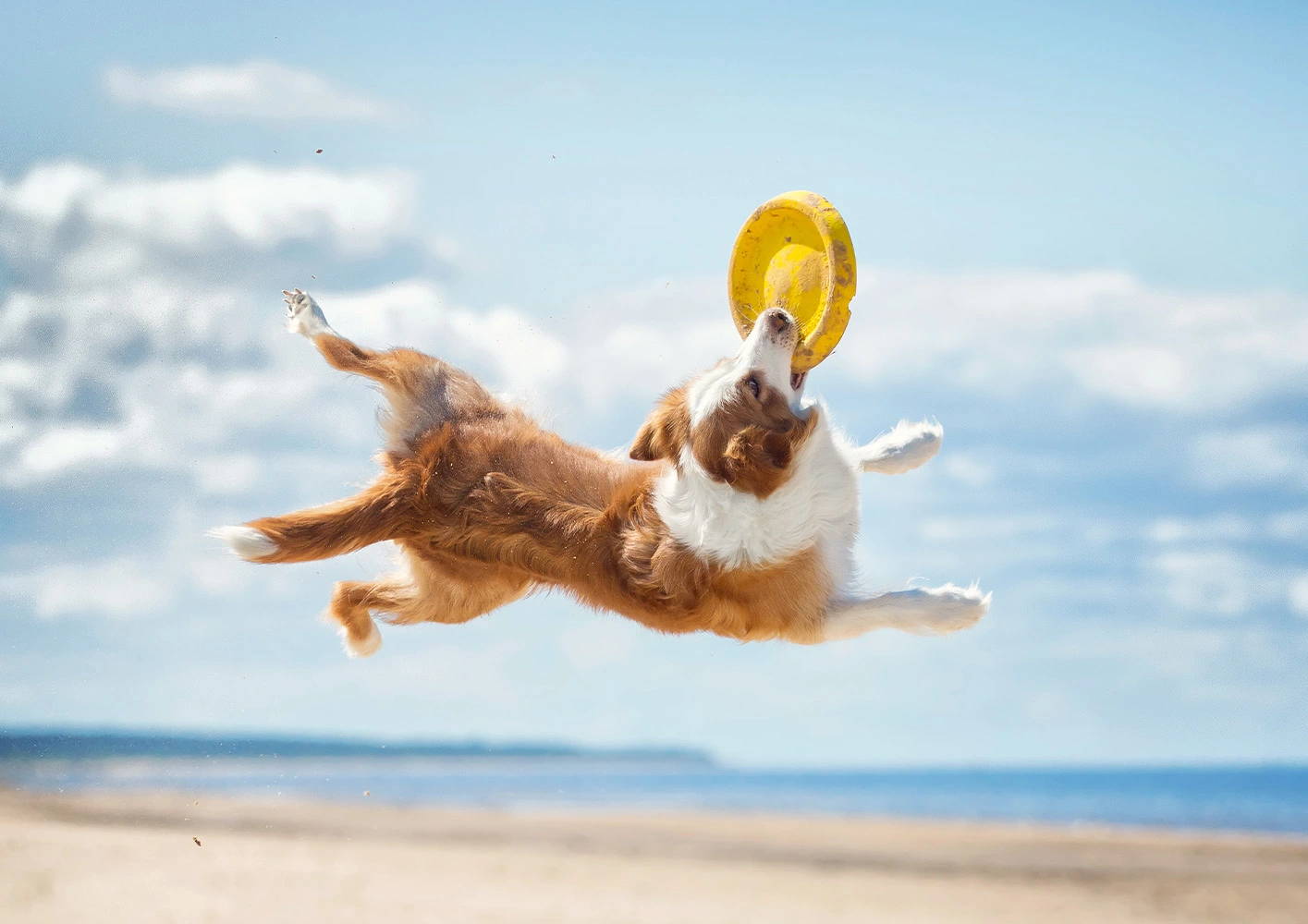 How To Keep Your Dog Healthy And Active