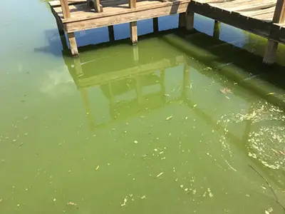 Green pond water algae bloom plankton