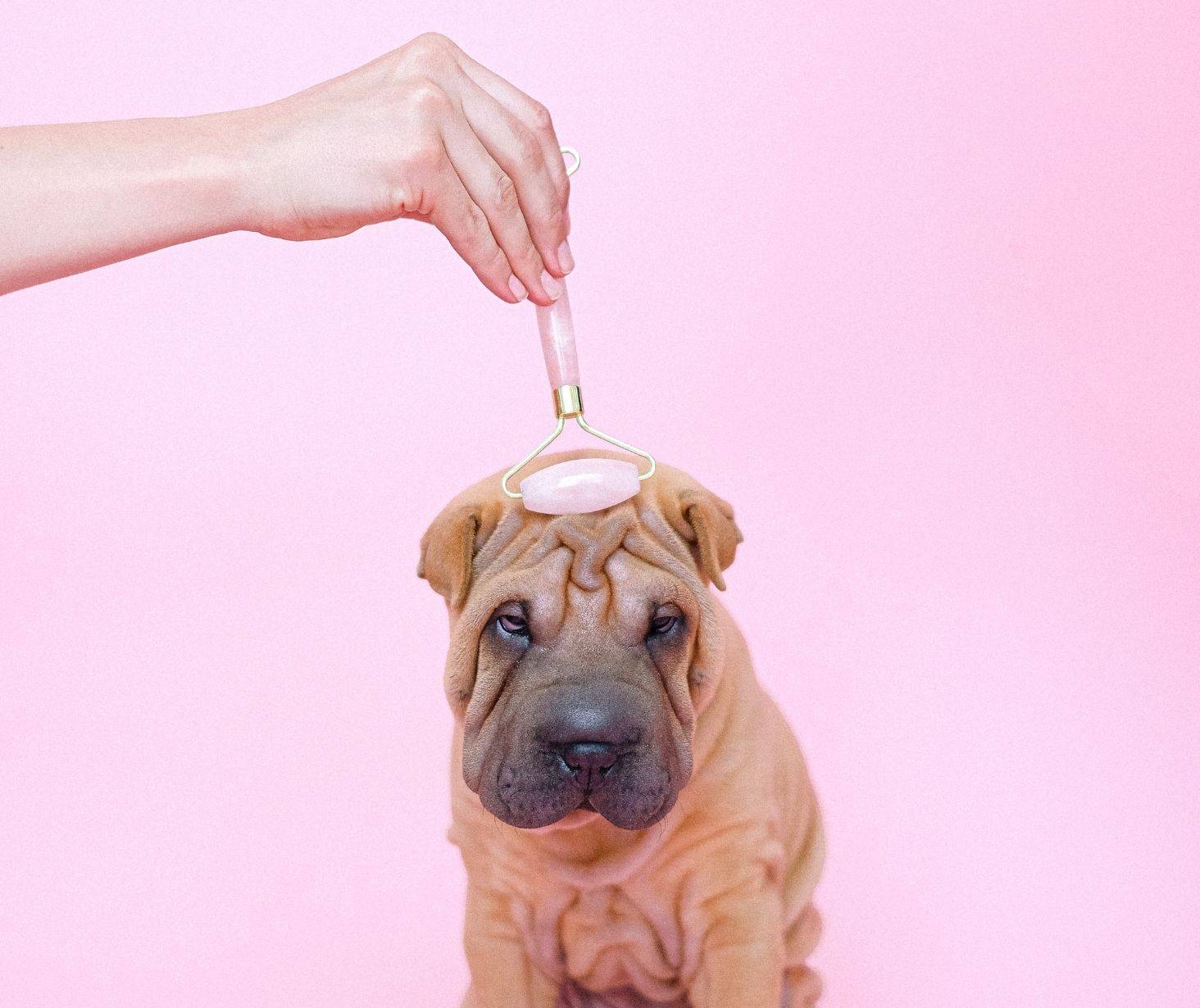 massage your dog