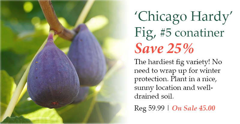 Chicago Hardy Fig, number 5 container - Save 25%! The hardiest fig variety! No need to wrap up for winter protection. Plant in a nice, sunny location and well-drained soil. | Regular price $59.99. On Sale $45.00.