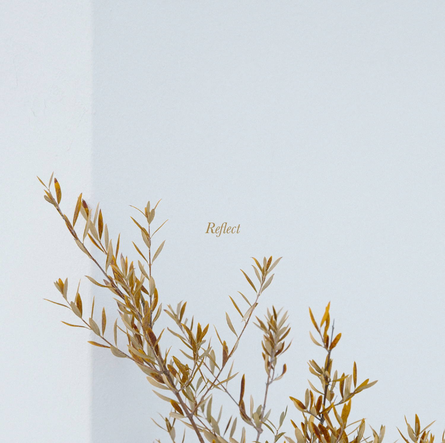 Image of orange brown plants with white background