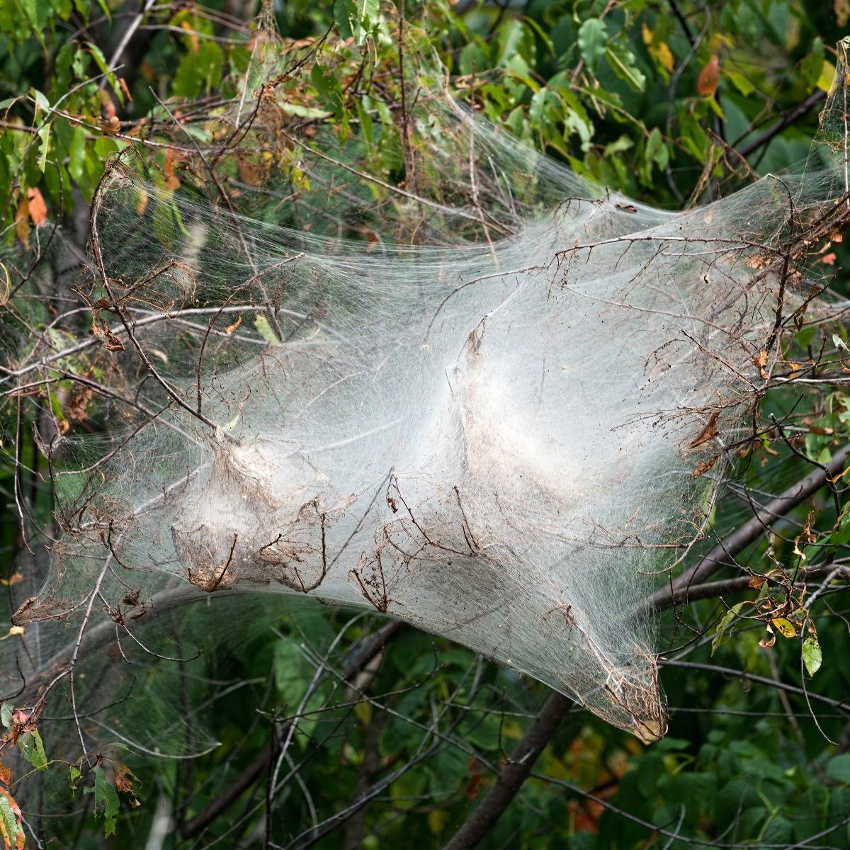Large web on limbs from a tent caterpillar