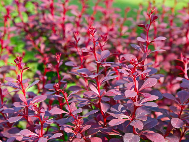 Close up of a red barberry