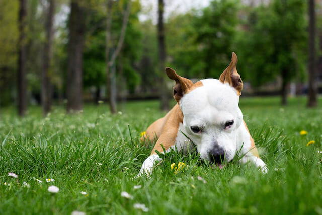 Eating grass in  puts your dog at risk of picking up intestinal parasites