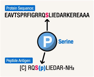 Phosphospecific antigen design attaches a phophoryl group to a serine residue