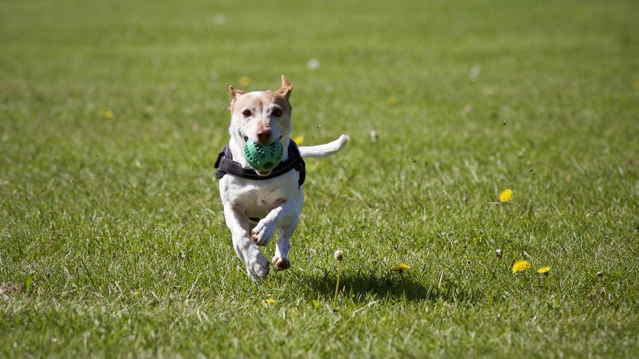 Dog Running On The Grass With Ball In Mouth