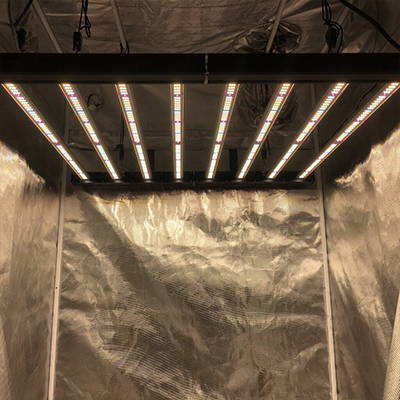 A Grower's Choice LED Grow light with optimal reflection in a grow tent.