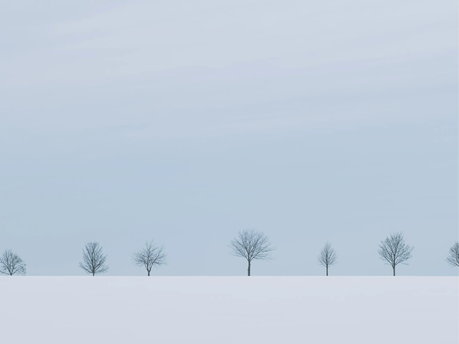 Trees on the horizon of a snowy field