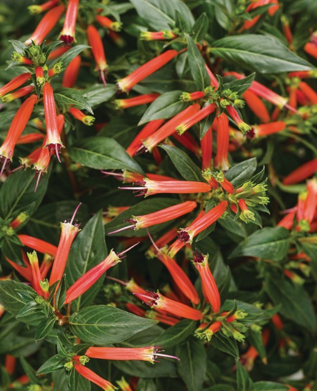 Photo of Vermillionaire® Large Firecracker Plant