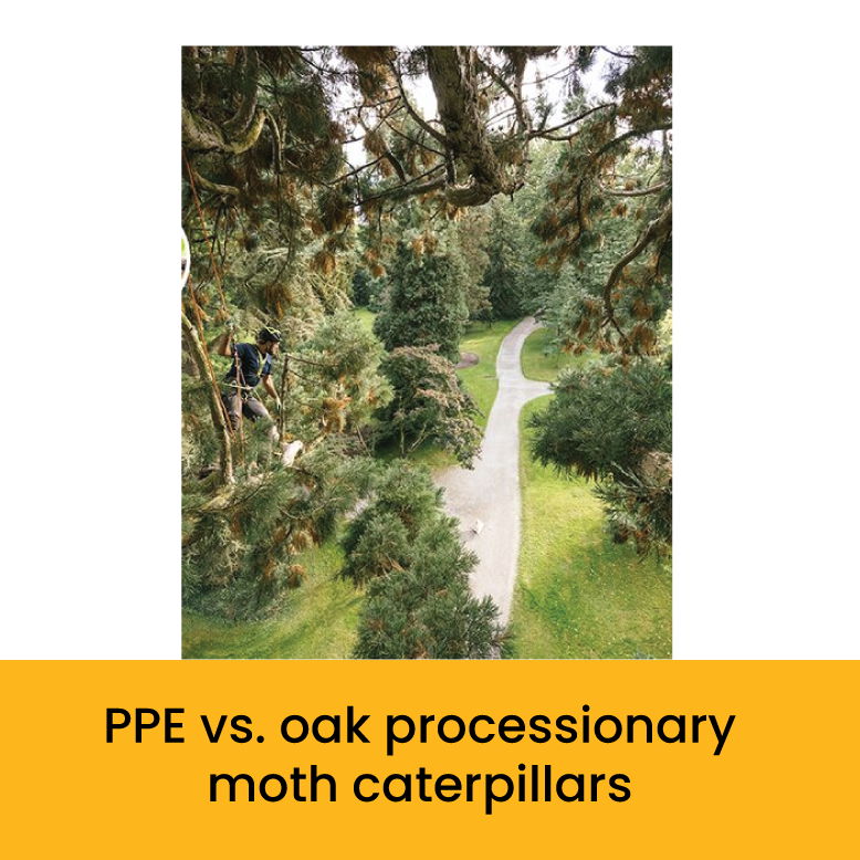 Image comparing PPE and oak processionary moth caterpillars in a natural setting.