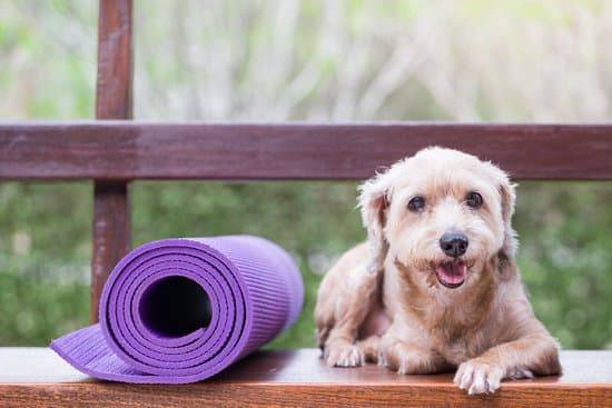 A tan dog lies next to a purple yoga mat on a wooden bench outside
