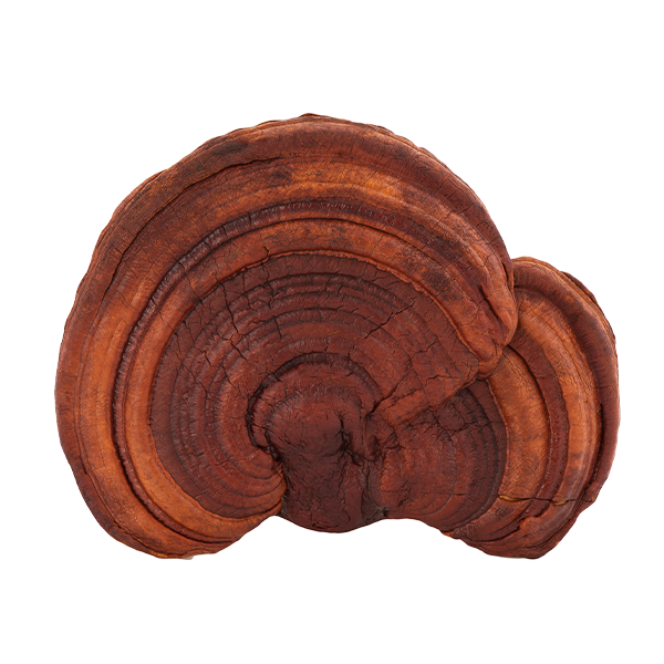 Reishi