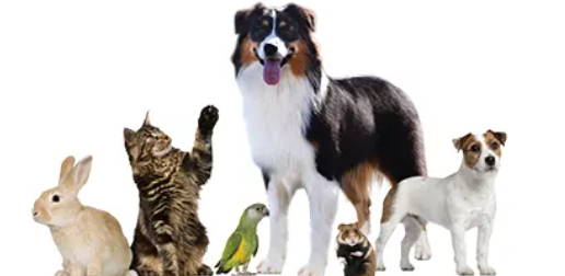 dog, cat, rabbit, bunny, hamster, gerbil, guinea pig, pet bird