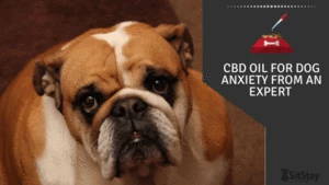 CBD Oil for dog anxiety from an expert 