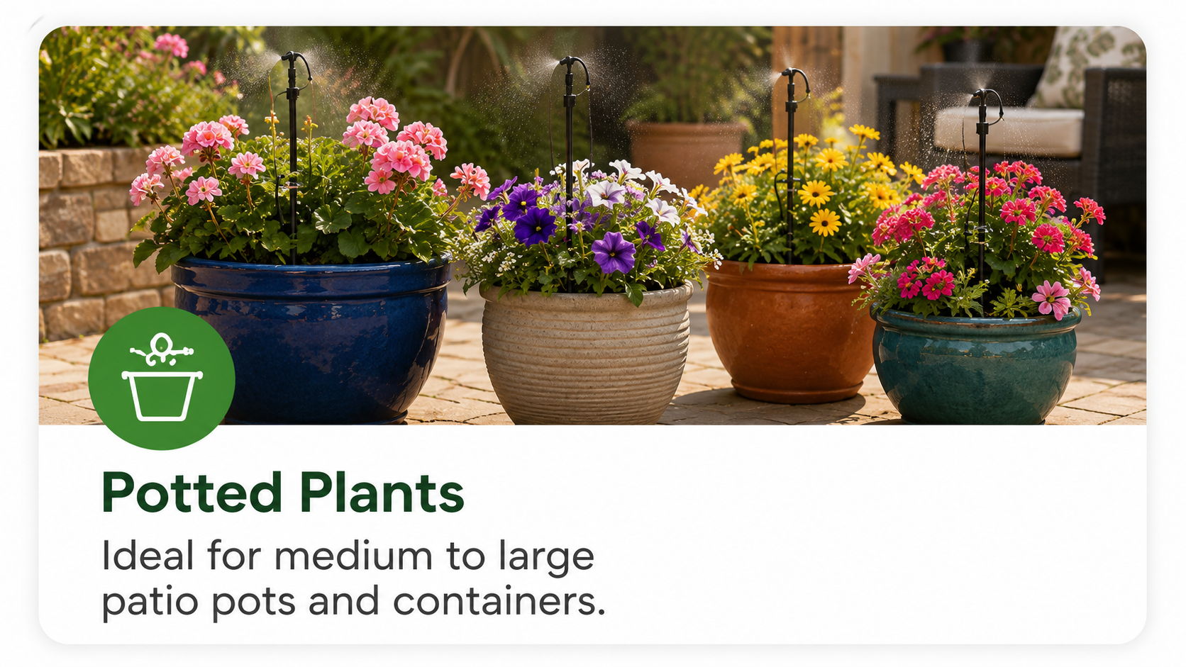 Potted plants in colorful containers, suitable for medium to large pots.